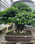 Ficus No. 28