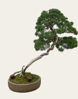 Juniperus No. 34