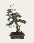 Juniperus No. 36