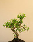 Ligustrum Yasumu