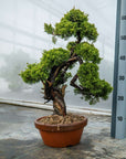 Juniperus Chinesis Itoigawa No.12