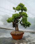 Juniperus Chinesis Itoigawa No.12