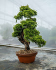 Juniperus Chinesis Itoigawa No.12