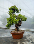 Juniperus Chinesis Itoigawa No.12