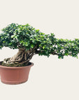 Ficus Nr.28