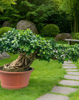 Ficus Nr.28