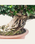 Ficus Nr.28