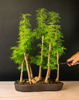 Pseudolarix Forest XL No.21