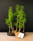 Pseudolarix Forest XL No.21