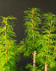 Pseudolarix Forest XL No.21