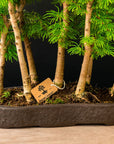 Pseudolarix Forest XL No.21