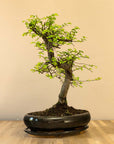 Zelkova Dai