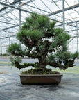 Pinus Thunbergii nr.02