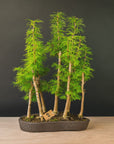 Pseudolarix Forest XL No.21