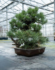 Pinus Thunbergii nr.02