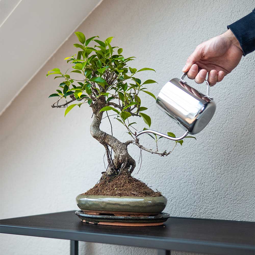 bonsai gieter
