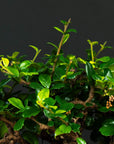 Carmona Forest