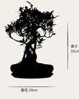 Ficus Ani