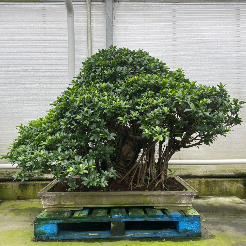 Ficus Nr.27
