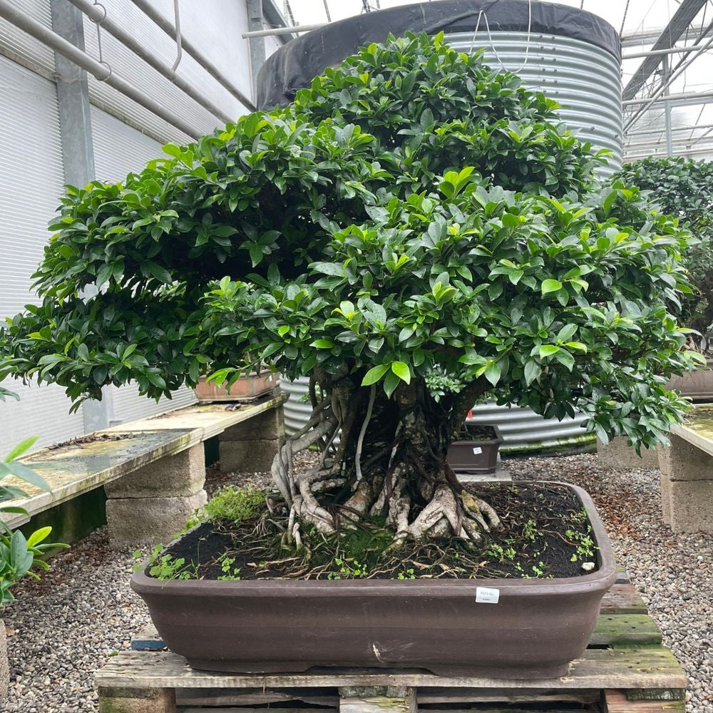 Ficus Nr.28