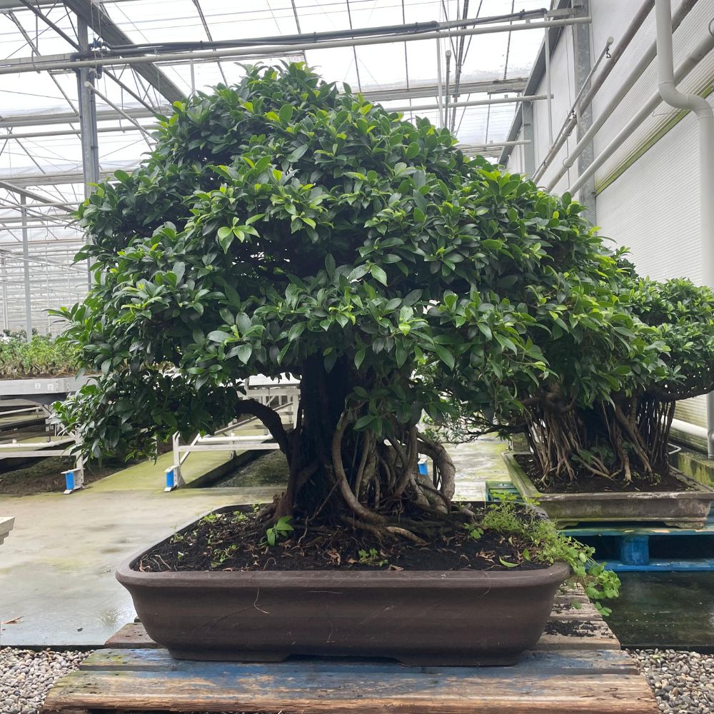 Ficus Nr.28