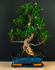 Ficus Starterset