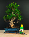 Ficus Starterset