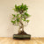 Ficus Dakou Suru