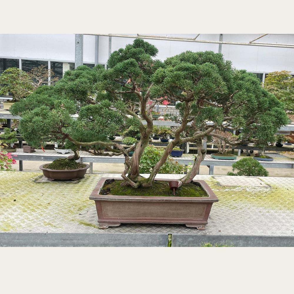 Juniperus No. 35