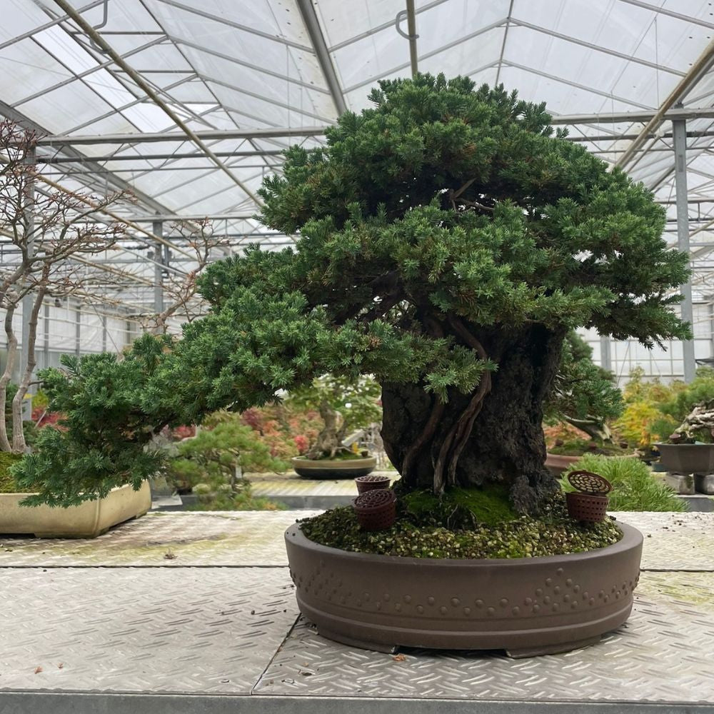Juniperus No. 36