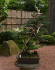 Juniperus No. 36