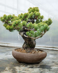 Pinus Parviflora Nr.11