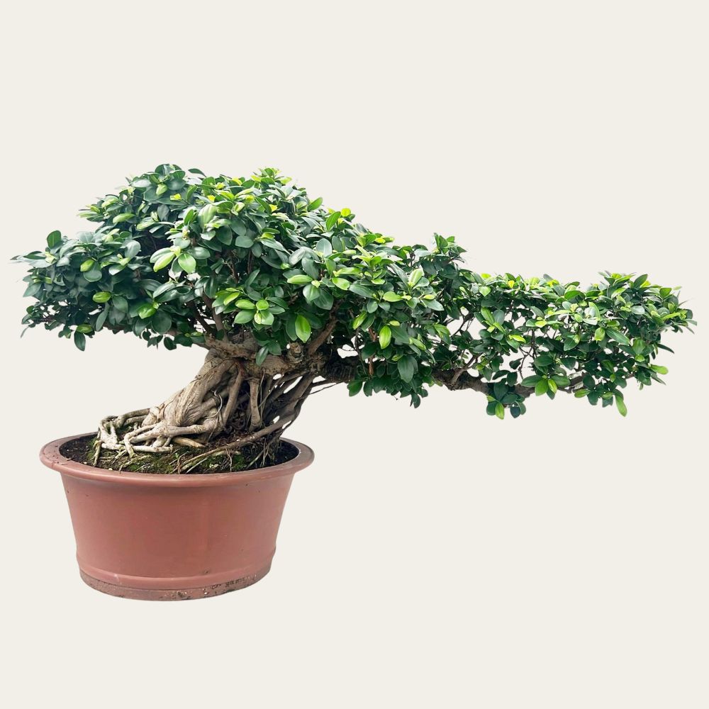 Ficus No. 28