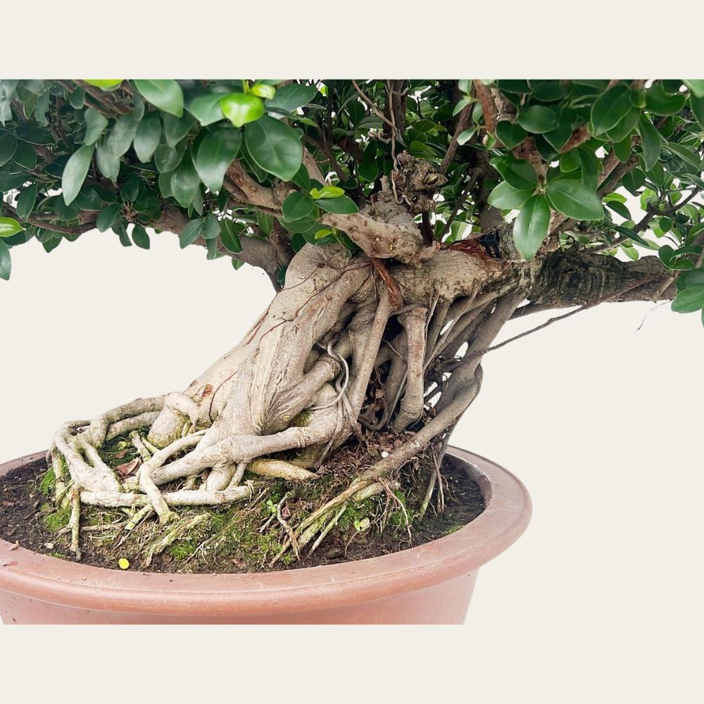 Ficus No. 28