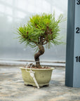 Pinus thunbergii Nr.08