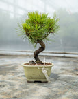 Pinus thunbergii Nr.08