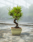 Pinus thunbergii Nr.08