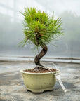 Pinus thunbergii Nr.08