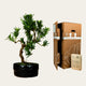 Wensboom Podocarpus