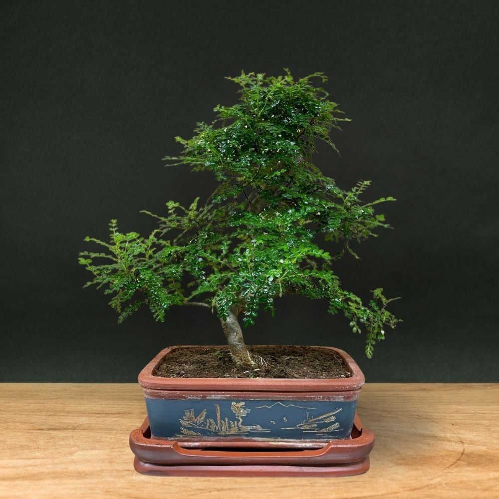 Zanthoxylum (Limited Editon)