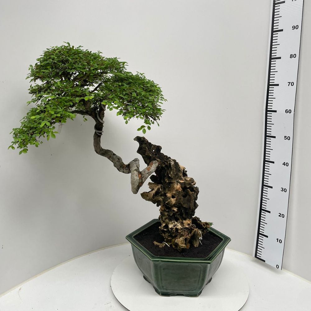 Zelkova No. 38