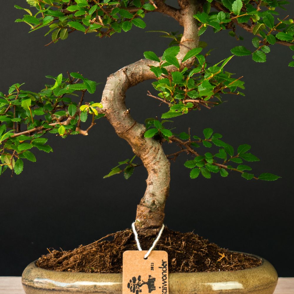 Zelkova Sensai